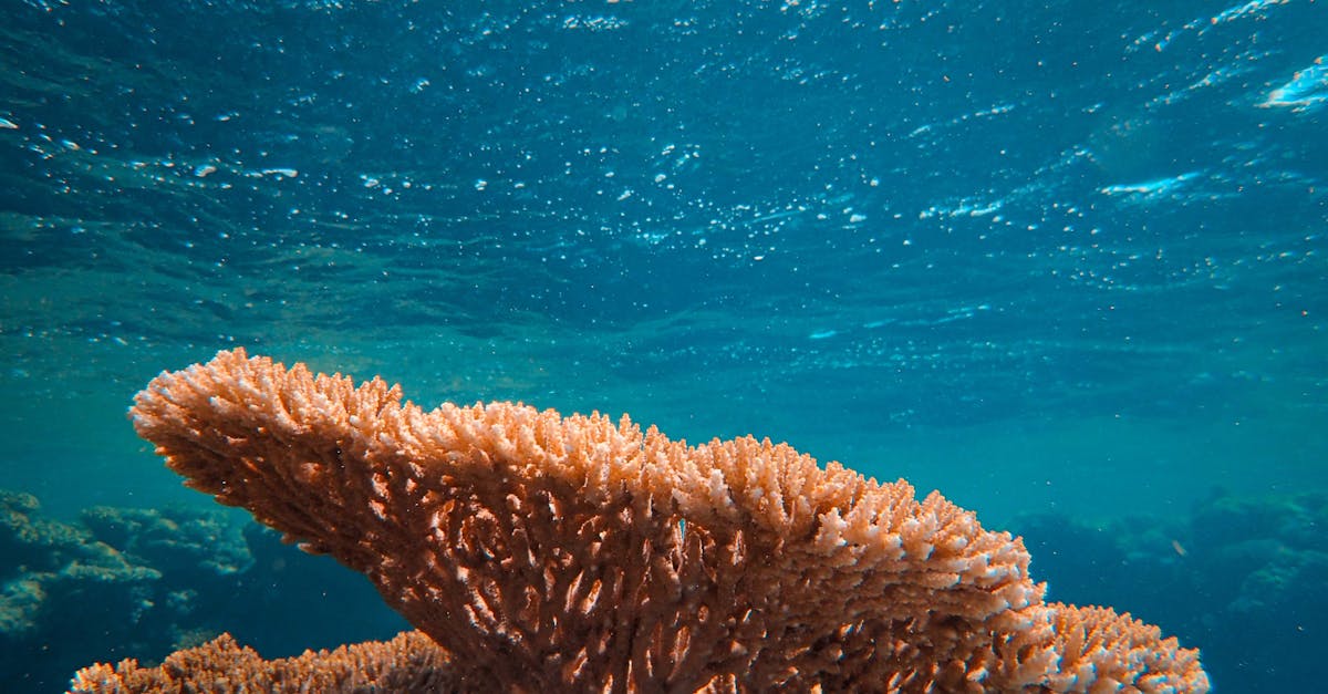 découvrez les actions essentielles pour la conservation des océans et la protection de la biodiversité marine afin de préserver notre planète.