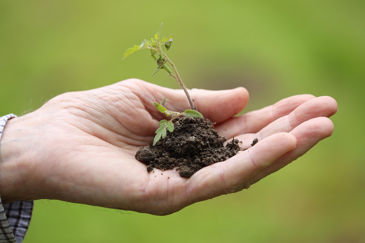 découvrez comment créer un jardin organique sur votre balcon, en utilisant des techniques naturelles pour cultiver des plantes saines et écologiques, même dans un espace restreint.
