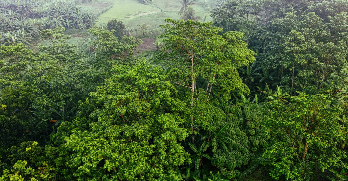 découvrez l'importance de la protection des forêts primaires, des écosystèmes riches en biodiversité essentiels à la santé de notre planète et à la lutte contre le changement climatique.