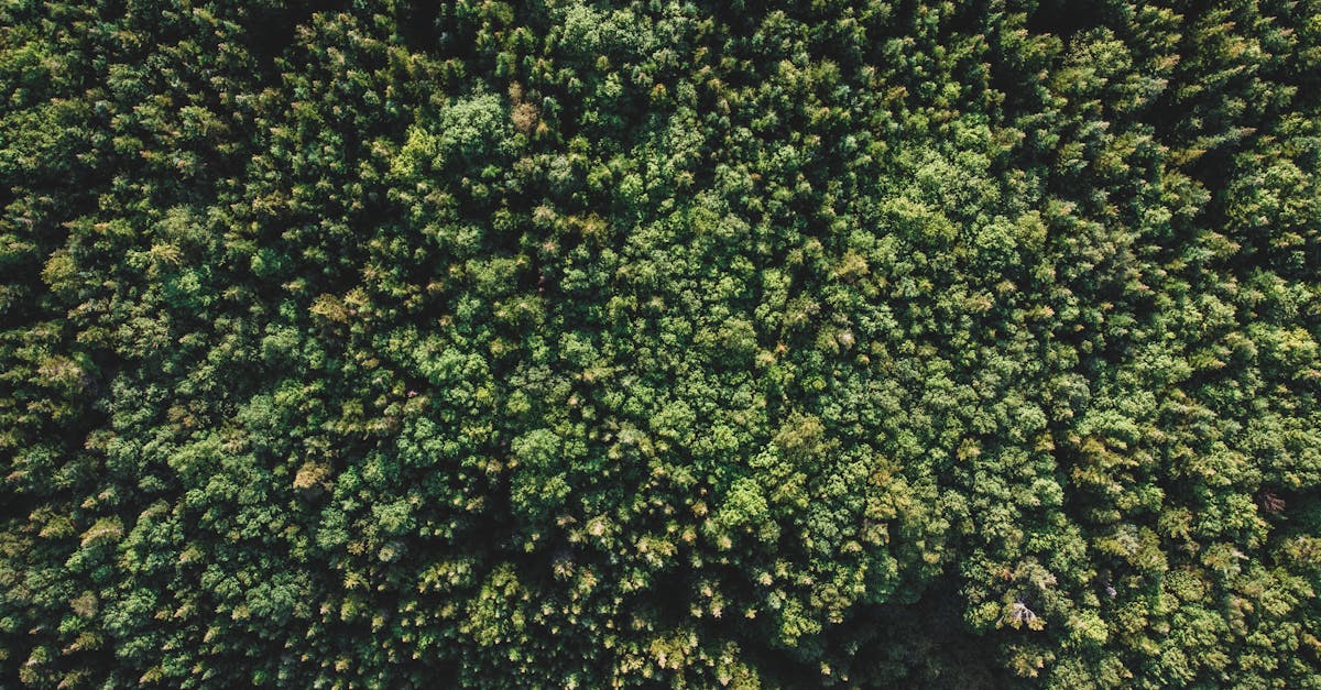 découvrez l'écologie : protection de l'environnement, conservation de la biodiversité et actions pour un développement durable.