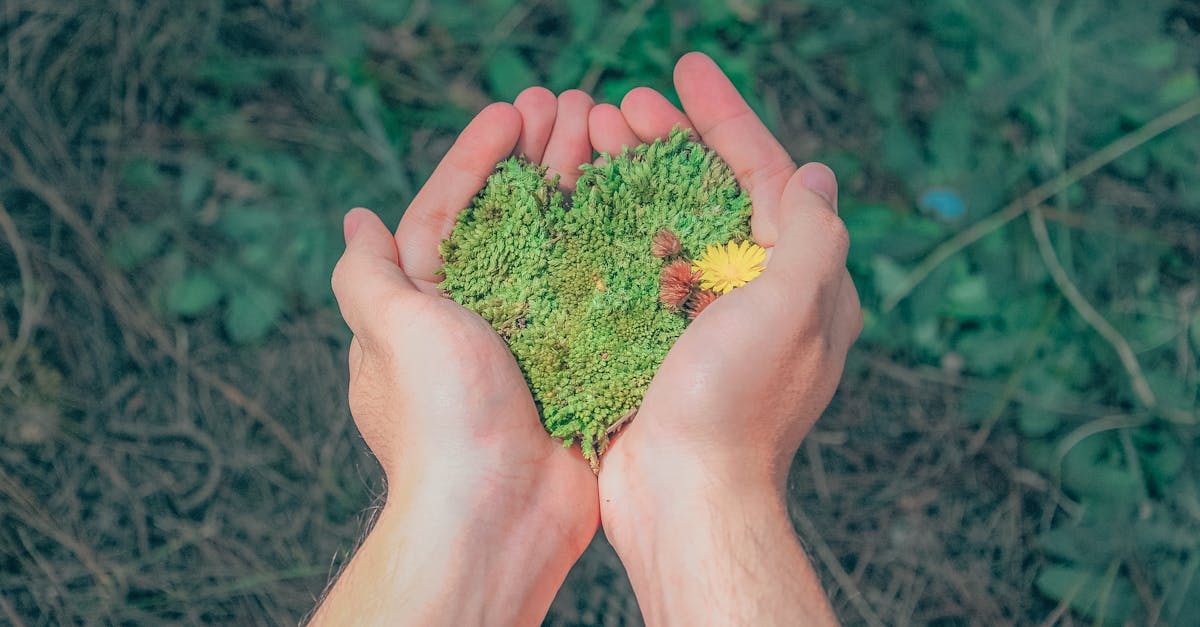 découvrez comment intégrer la durabilité dans votre quotidien grâce à des conseils, actualités et innovations pour un avenir plus respectueux de l'environnement.