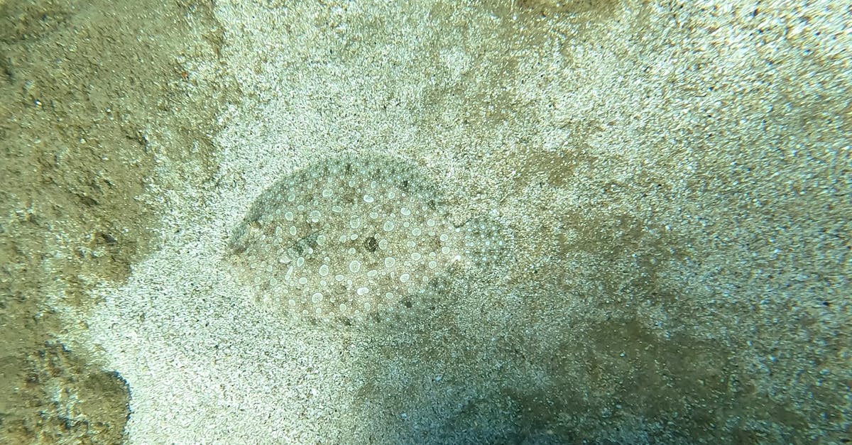 découvrez les techniques de camouflage stratégique pour optimiser la discrétion et la protection dans diverses situations militaires et tactiques.