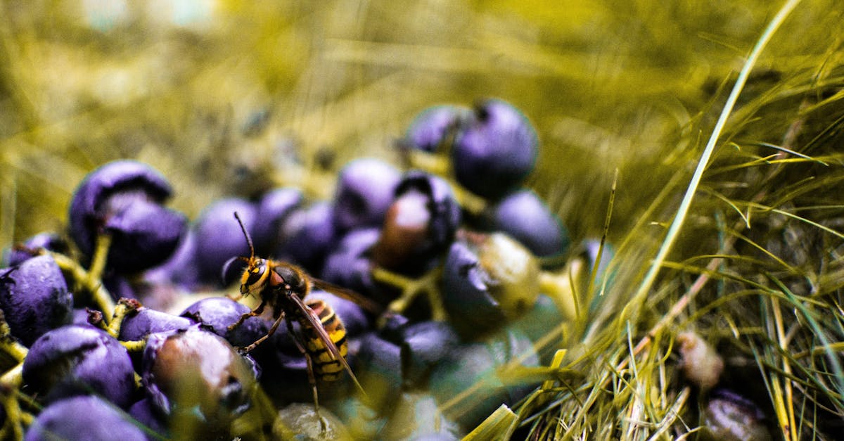 découvrez tout sur le frelon asiatique : son identification, son impact sur l'environnement et les méthodes pour le contrôler efficacement.