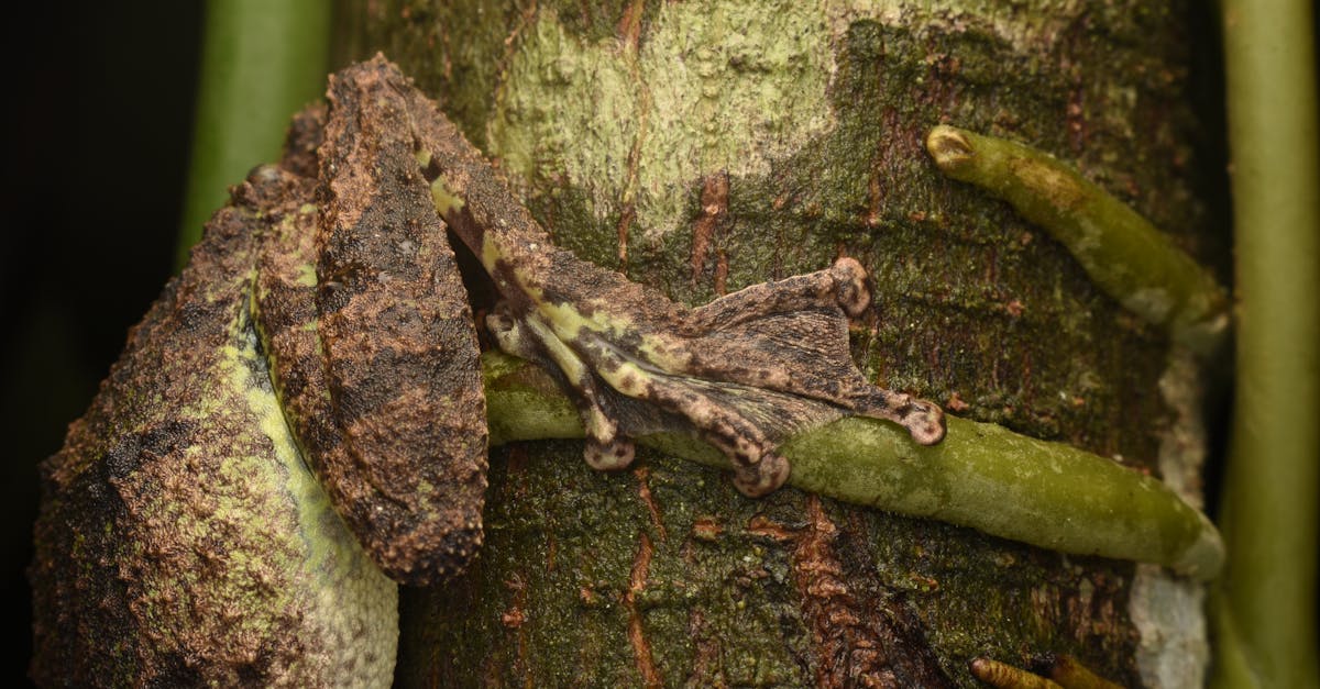 découvrez les techniques de camouflage stratégique pour optimiser la discrétion et la protection dans des environnements variés.