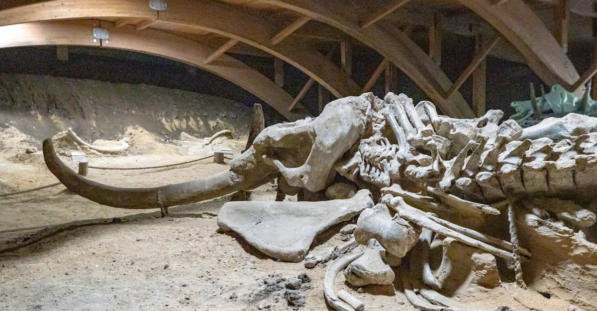 découvrez les causes et les conséquences de l'extinction des espèces, et apprenez comment préserver la biodiversité pour protéger notre planète.