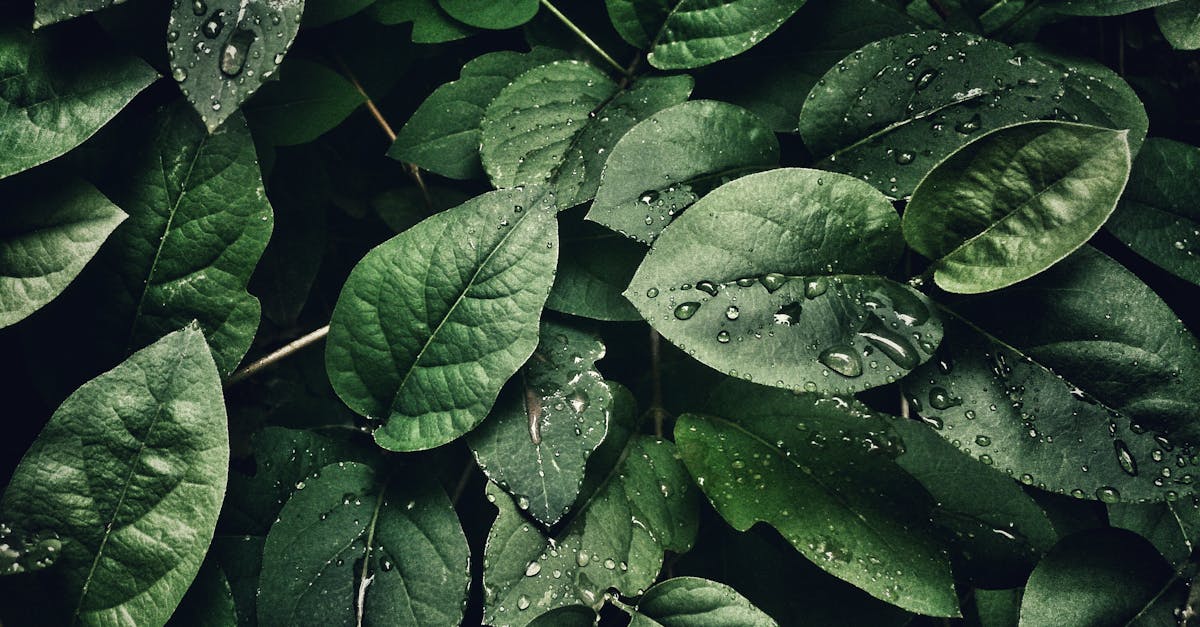 découvrez tout sur l’environnement : définitions, enjeux écologiques, solutions pour protéger la planète et conseils pour adopter des gestes éco-responsables au quotidien.
