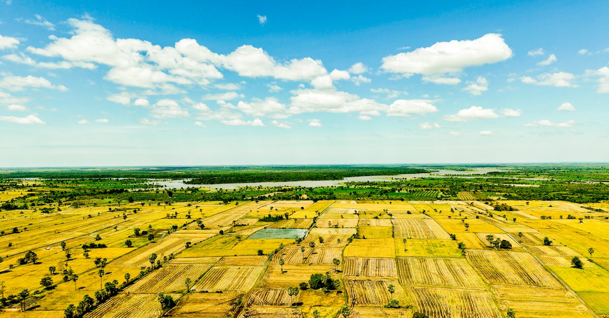 découvrez l'agriculture cambodgienne, un secteur clé alliant traditions ancestrales et innovations modernes pour soutenir l'économie et la sécurité alimentaire du cambodge.