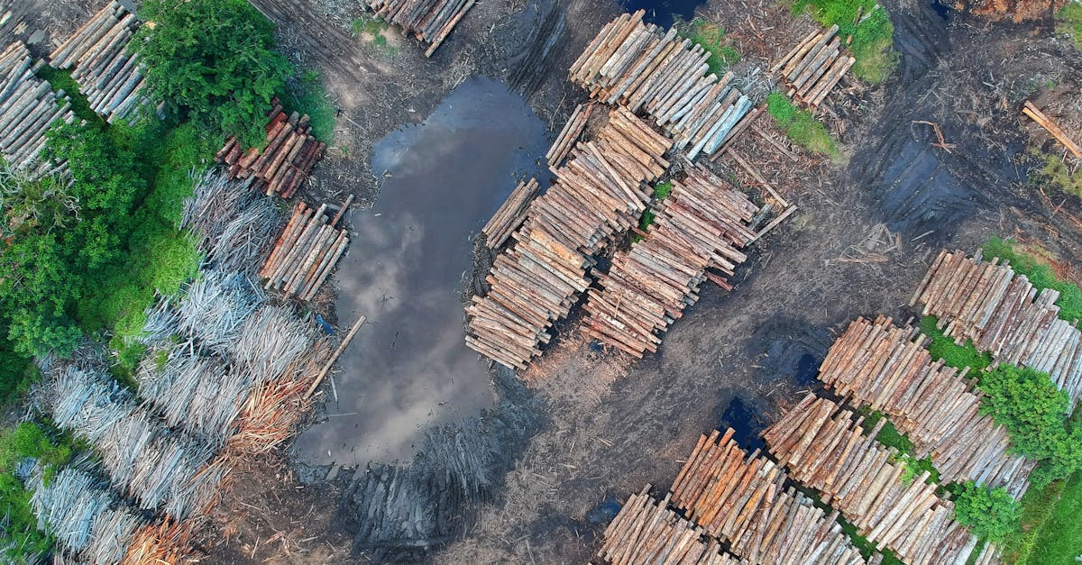 découvrez les impacts du changement climatique sur l’environnement, la société et l’économie : causes, conséquences et solutions pour un avenir durable.