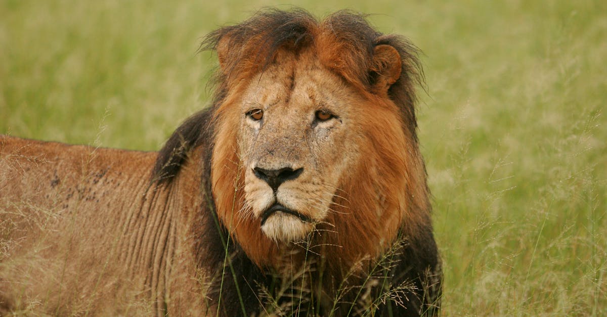 découvrez les réserves naturelles, des lieux préservés qui protègent la biodiversité et offrent des paysages époustouflants. explorez la faune et la flore exceptionnelles tout en profitant d'activités de plein air respectueuses de l'environnement.