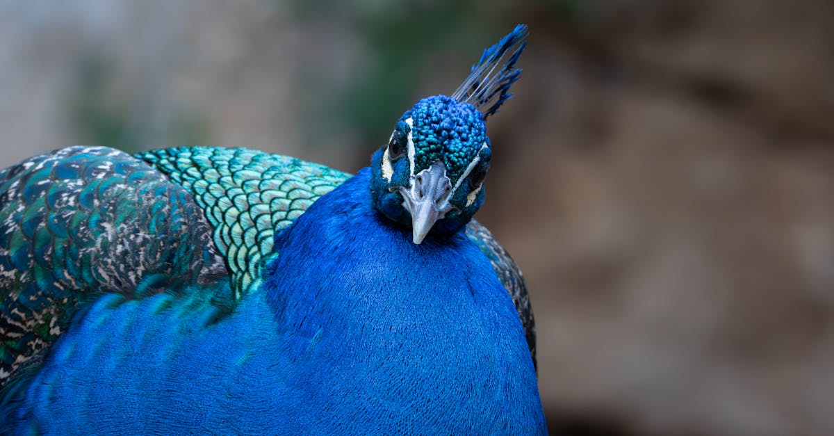 découvrez l'importance de la biodiversité, sa richesse et son rôle essentiel dans l'équilibre des écosystèmes. apprenez comment préserver la variété des espèces et des habitats pour un avenir durable.