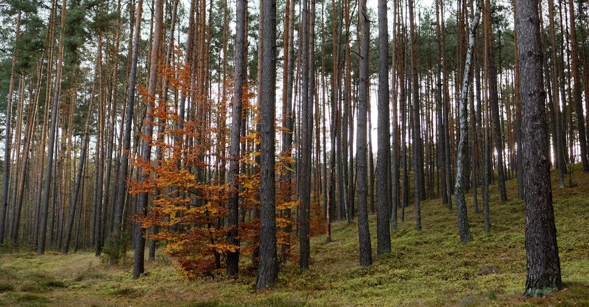 la déforestation désigne la destruction permanente des forêts, entraînant des impacts majeurs sur l'environnement, la biodiversité et le climat.