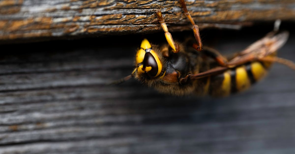 Verson mobilise ses habitants et la biodiversité pour éliminer le frelon avec un piège sélectif innovant