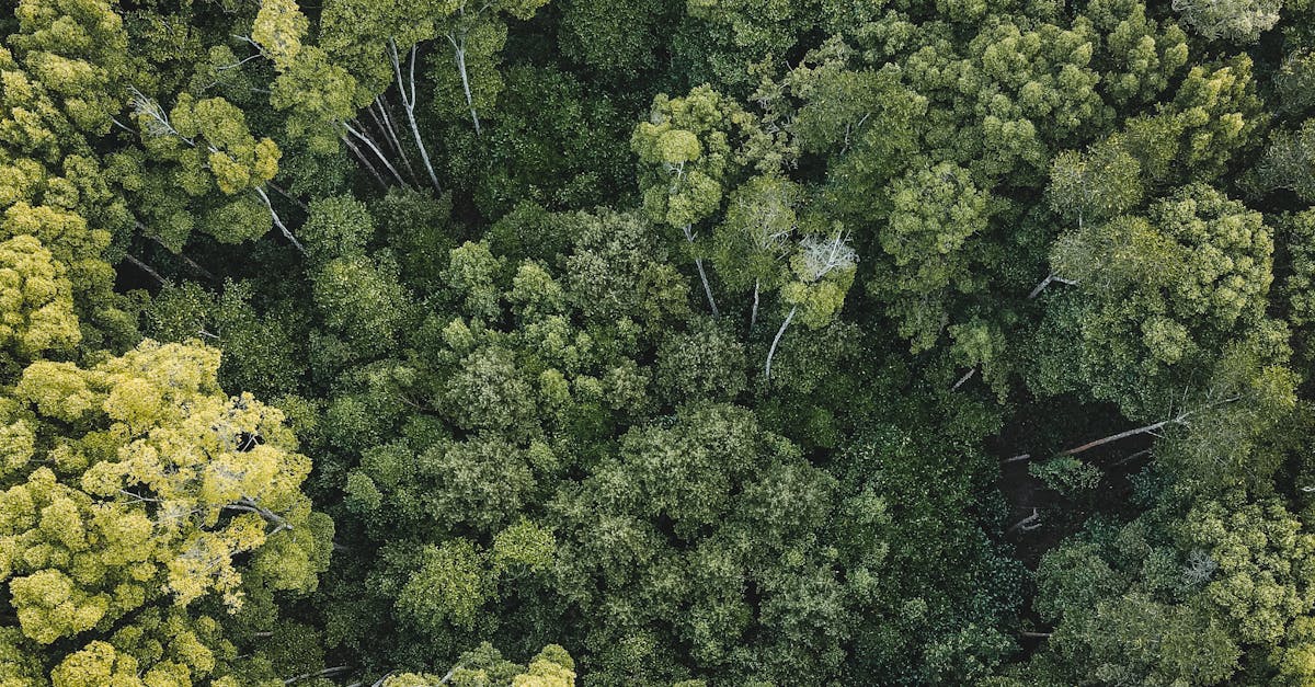 Protéger les forêts primaires : un défi mondial entre progrès mitigés du Brésil à l’Indonésie