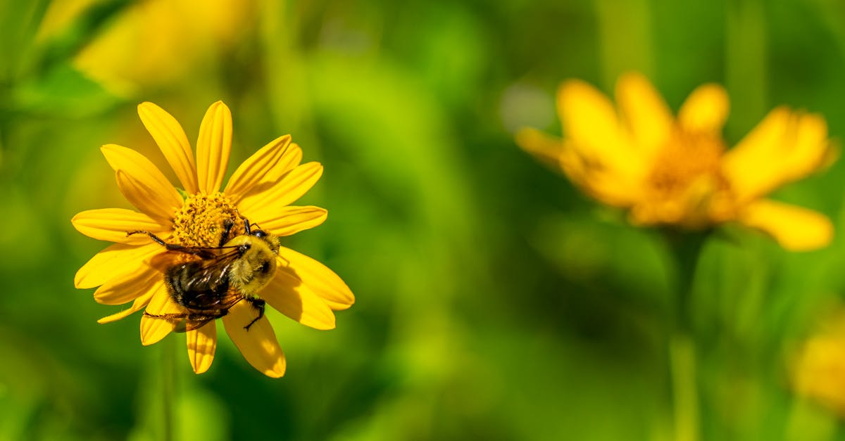 Préservation des espèces : enjeux et solutions pour l’avenir de la biodiversité