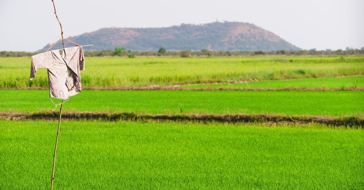 L’agriculture cambodgienne face aux défis grandissants du changement climatique
