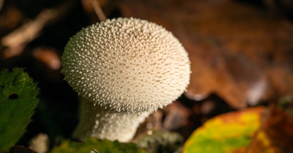 découvrez l'importance de la biodiversité, son rôle crucial dans l'équilibre des écosystèmes et les actions pour la préserver.