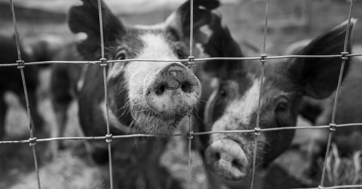 découvrez tout sur la tête de cochon : préparation culinaire, recettes traditionnelles et astuces pour sublimer ce morceau unique.